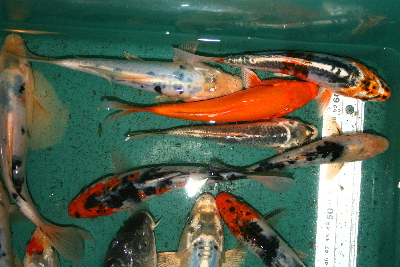 20071021 095tL400.jpg